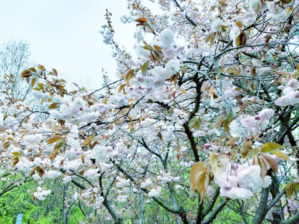 온요양병원 뒷동산5.jpg